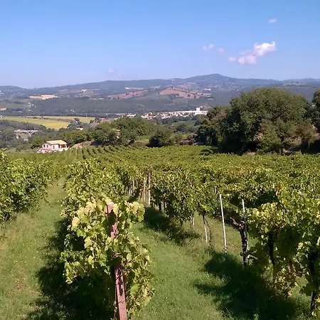 La Vite E L'ulivo *